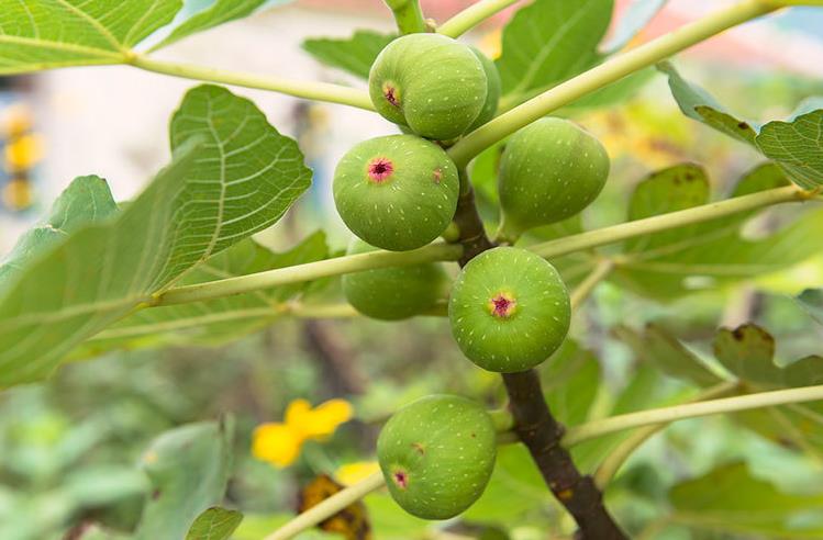 无花果的花在果实的内部还是外部：在果实的内部