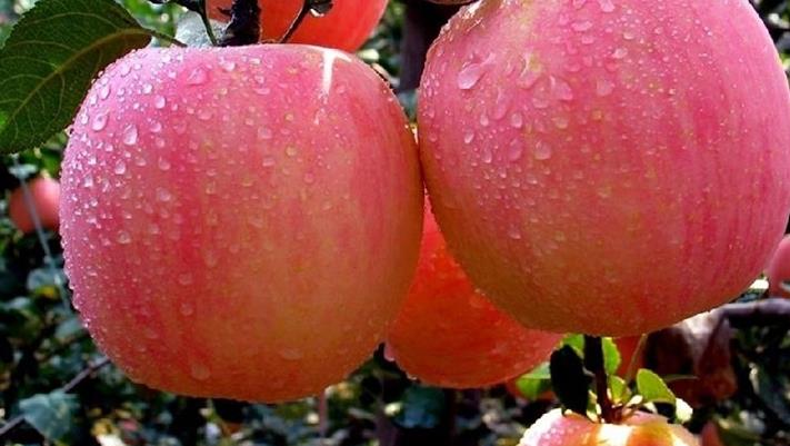 苹果为什么会成为主流水果？
